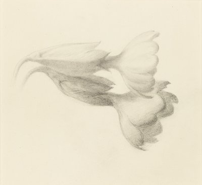 Campanillas de prímula, probablemente 1871 de John Ruskin