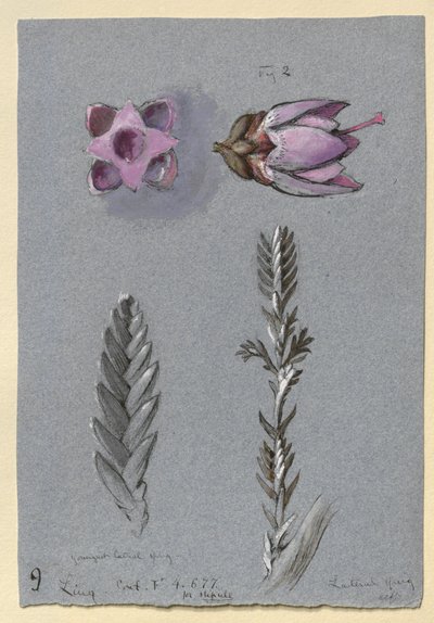 Cuatro estudios de Ling, probablemente 14 de septiembre de 1869 de John Ruskin