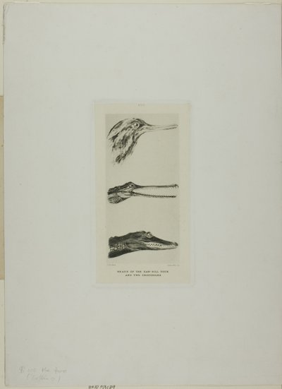 Cabezas de pato de pico de sierra y dos cocodrilos de John Ruskin