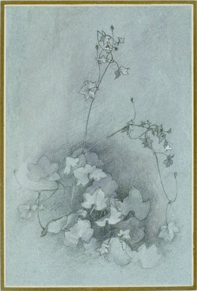Cymbalaria muralis 