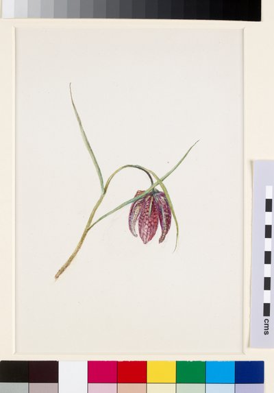 Fritilaria de la serpiente de John Ruskin