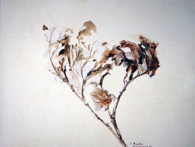 Estudio de hojas de roble de John Ruskin