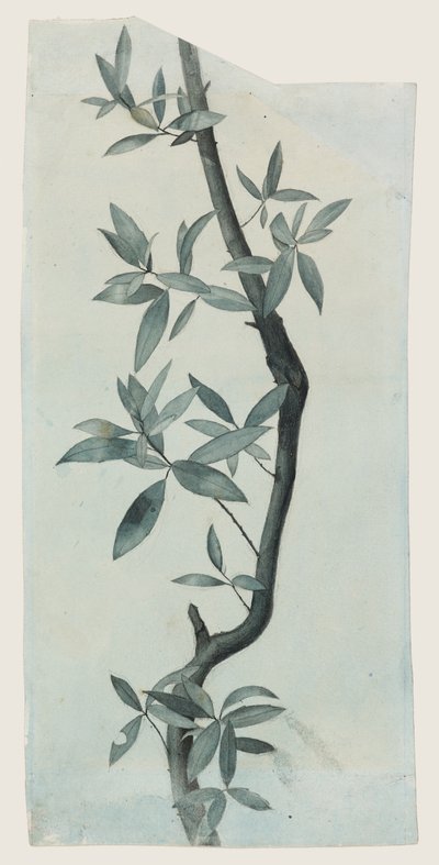 Estudio de hojas de sauce, c.1857 (lápiz y acuarela sobre papel) de John Ruskin