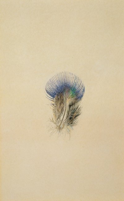 Estudio de una pluma de pavo real, 1873 de John Ruskin