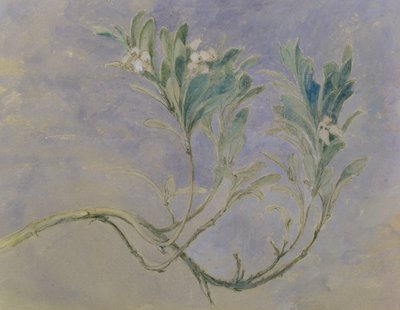 Estudio de una Rama de un Árbol de Mirto, c.1877 de John Ruskin