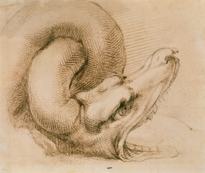Estudio de la cabeza de un dragón después de Miguel Ángel de John Ruskin