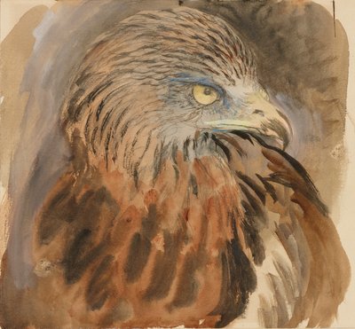 La cabeza de un milano, del natural, 30 de agosto - 1 de septiembre de 1870 de John Ruskin