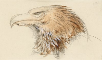 La cabeza de un águila real común, del natural, 8-11 de septiembre de 1870 de John Ruskin