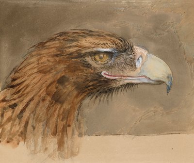La cabeza de un águila real común, de la vida, 8-11 de septiembre de 1870 de John Ruskin