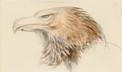 La cabeza de un águila real común, del natural, 8 - 11 de septiembre de 1870 de John Ruskin