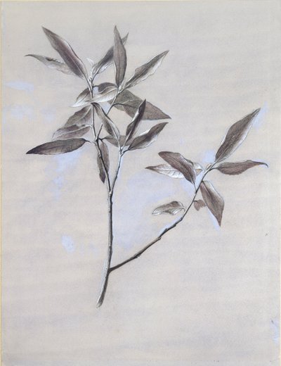 Superficie inferior de una rama seca de olivo, recogida en Verona, después de 1878 de John Ruskin