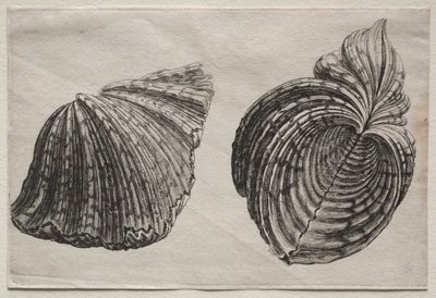 Shells:  Hippopus maculatus Lam de John Sell Cotman