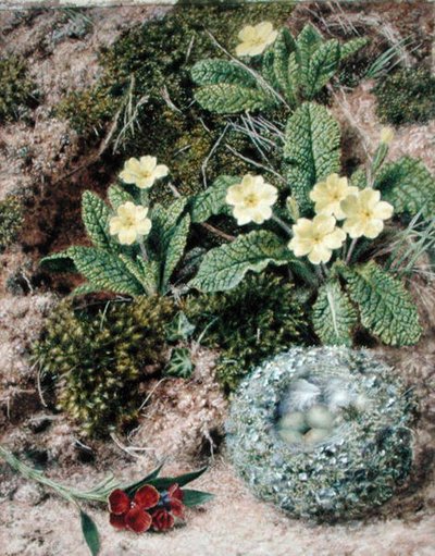 Primaveras y nido de John Sherrin