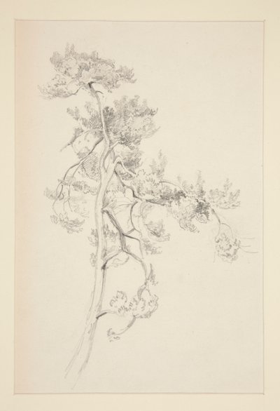 árbol y follaje de John Singer Sargent