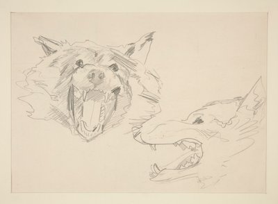 Dos vistas de un lobo de John Singer Sargent