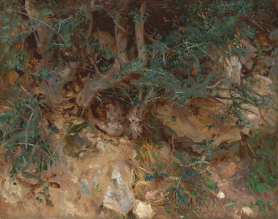 Raíces de olivo silvestre, Valldemosa, Mallorca de John Singer Sargent