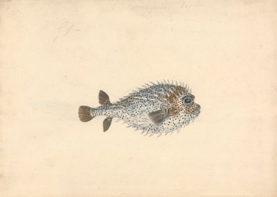 Un pez puercoespín de John Smart
