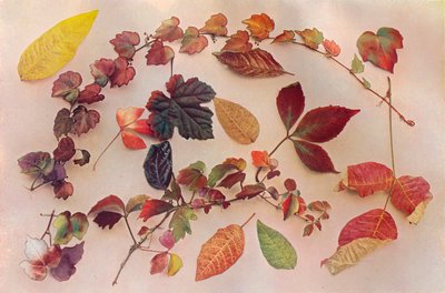 Tonos de otoño, c1903 de John Swain and Son