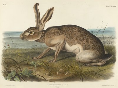 Liebre texana, 1848 de John T. Bowen