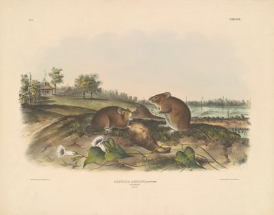 Rata de algodón de John T. Bowen, after John James Audubon