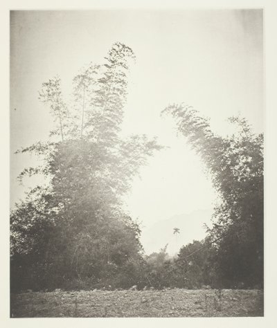 Bambúes en Baksa, Formosa de John Thomson
