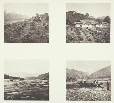 La planta del té; La planta del té; Rápidos de Yenping; Un pequeño bote rápido de John Thomson