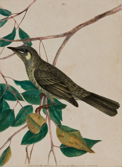 Mielero de orejas amarillas (Meliphaga chrysotis) placa 5 de 