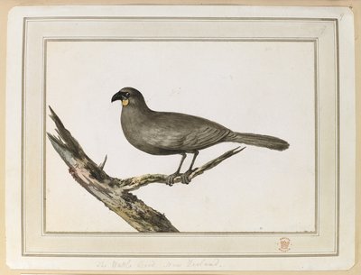 Dibujo de un pájaro Wattle; realizado durante la visita a Nueva Zelanda entre el 12 y el 25 de febrero de 1777, en el Tercer Viaje del Capitán Cook. de John Webber