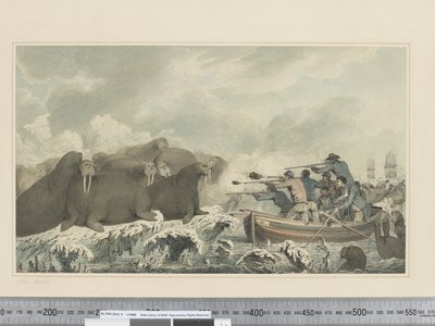 Caballos marinos de John Webber