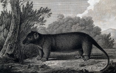 Zarigüeya, grabado según dibujo de John Webber (1750-1793) realizado durante el Tercer viaje de James Cook de John Webber