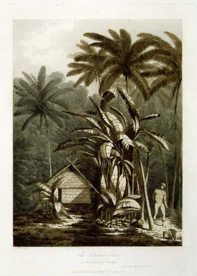 El Árbol de Plátano en la Isla de Cracatoa, de 