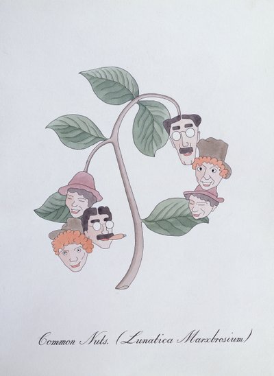 Nueces comunes. (Lunatica Marxbrosium), ilustración de 