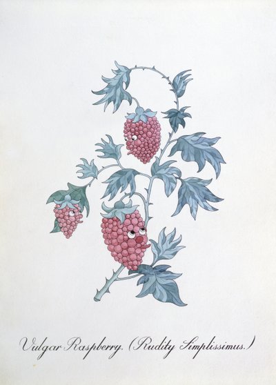 Frambuesa vulgar (Rudity Simplissimus), ilustración de "The Bogus Book of Botany" de John Weir de John Weir