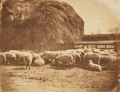 [Ovejas en un corral] de John Whistler