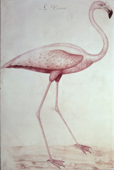 Flamenco (dibujo) de John White