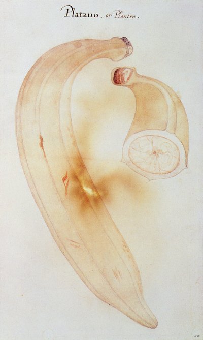 Plátano de cuerno de John White