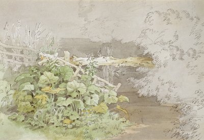 Plantas de muelle junto a un arroyo sombreado de John White Abbott