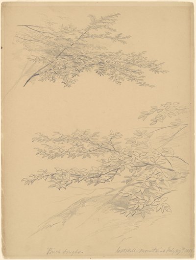 Ramas de abedul, montañas Catskill de John William Casilear
