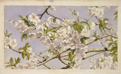 Flores de manzano, c.1874 de John William Hill