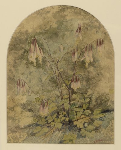 Flores silvestres de John William Hill