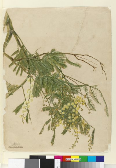 Acacia de John William Lewin