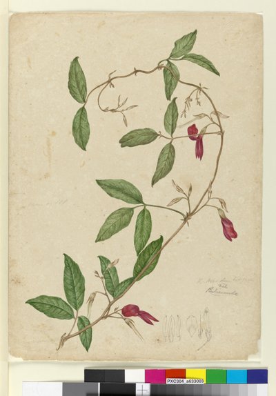 Kennedia rubicunda de John William Lewin