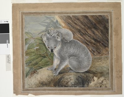 Koala y cría, 1803, J.W. Lewin de John William Lewin