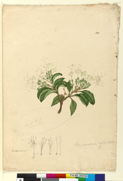 Página 100. Clerodendrum tomentosum de John William Lewin