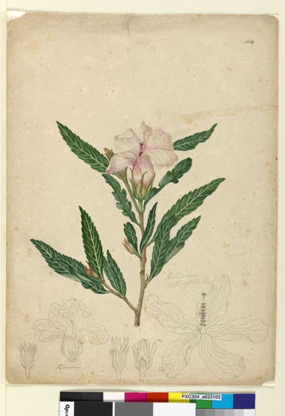 Página 104. Hibiscus heterophyllus de John William Lewin