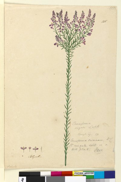 Página 105. Comesperma ericinum de John William Lewin