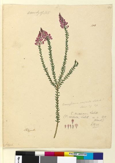 Página 106. Comesperma ericinum de John William Lewin