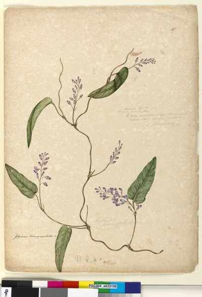 Página 107. Glycine bimaculataGlycine tabacina? de John William Lewin