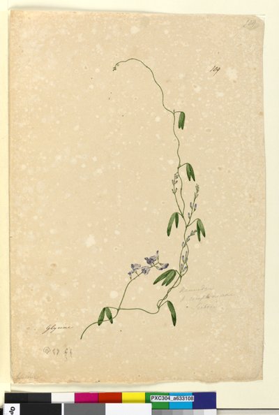 Página 109. Kennedia comptonianaHardenbergia comptoniana de John William Lewin