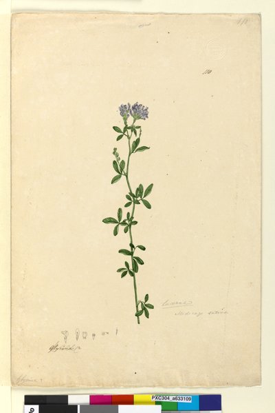 Página 110. Medicago sativa de John William Lewin
